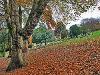 Saltwell Park